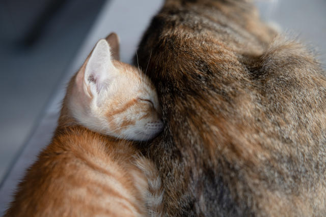 Une Maman Chat Amene Son Petit A L Hopital Pour Le Faire Soigner