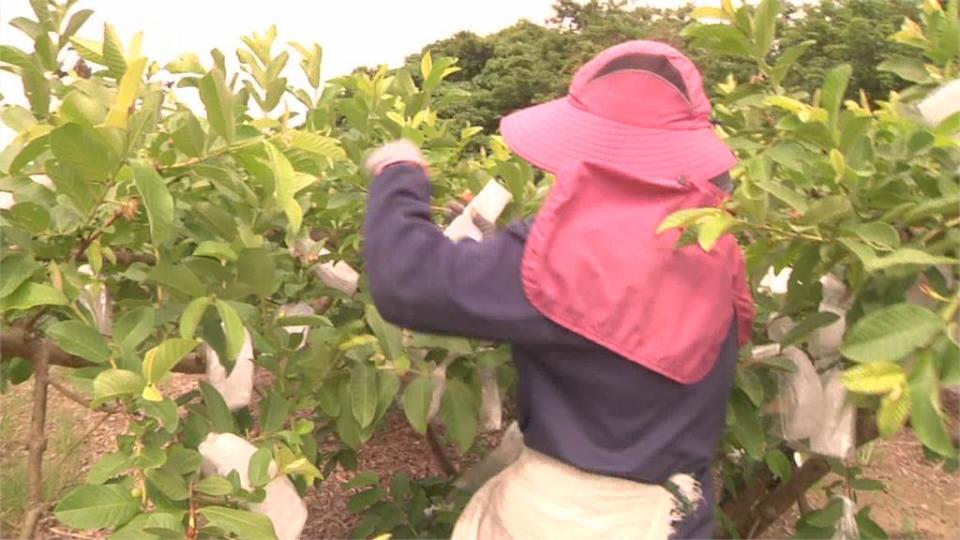 「烟花」逼近嚴陣以待！　文旦農加裝支架減少落果.菜農忙搶收