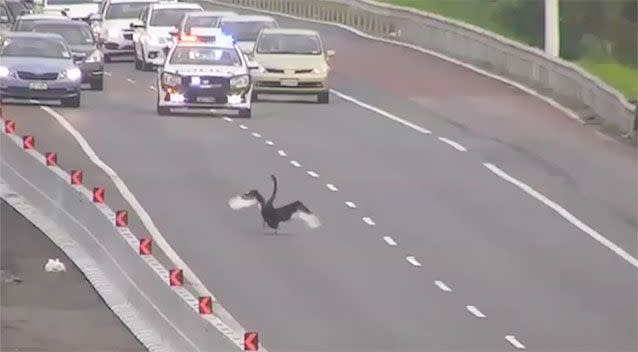 This swan was filmed holding up traffic on the Northern Motorway, Auckland on Monday morning. Source: Twitter/ NZTA