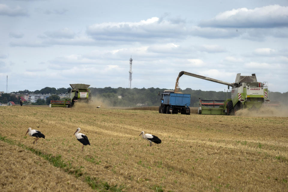 Varias cigüeñas permanecen delante de las cosechadoras en un campo de trigo el martes 9 de agosto de 2022, en el pueblo ucraniano de Zghurivka. (AP Foto/Efrem Lukatsky)