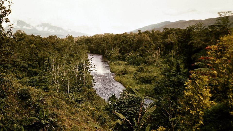 Fast 14.000 Pflanzenarten finden sich in den Urwäldern Neuguineas.