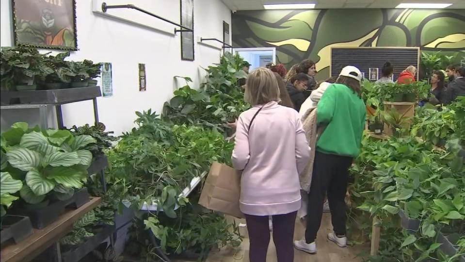 Gabriella Plants distributed over 2,800 plants to around 800 people at the Oviedo giveaway on Tuesday.