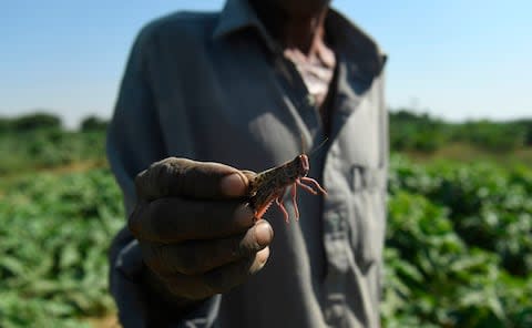 A farmer holds a locust in a field in Karachi, Pakistan - Credit: ASIF HASSAN&nbsp;/AFP