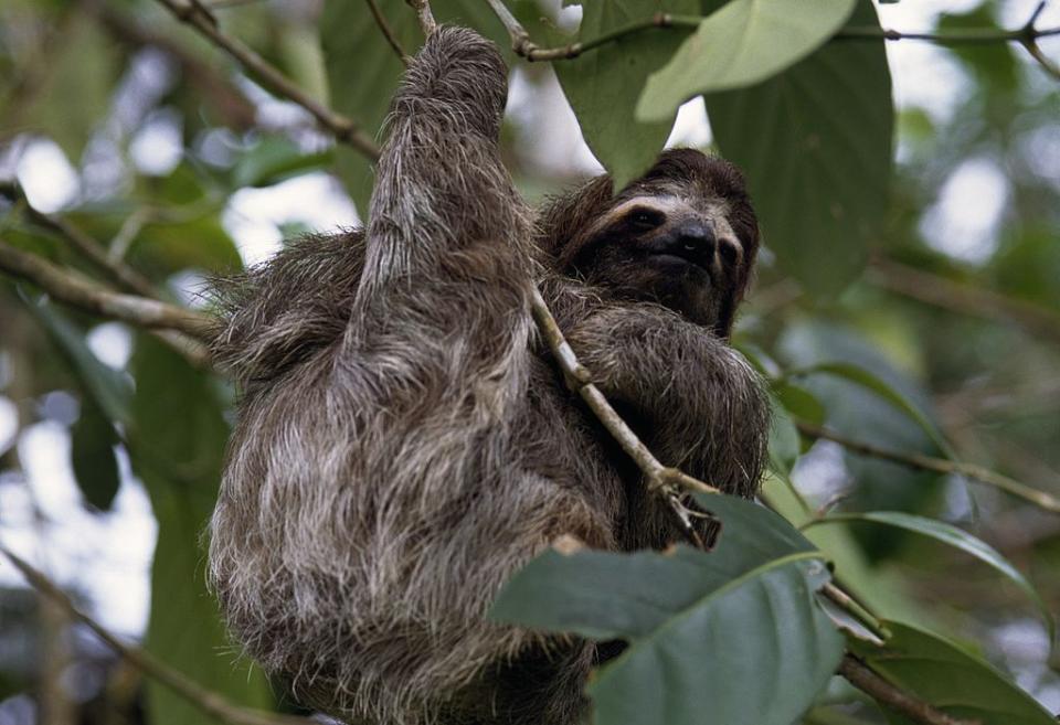 Photo credit: DeAgostini/Getty Images - Getty Images