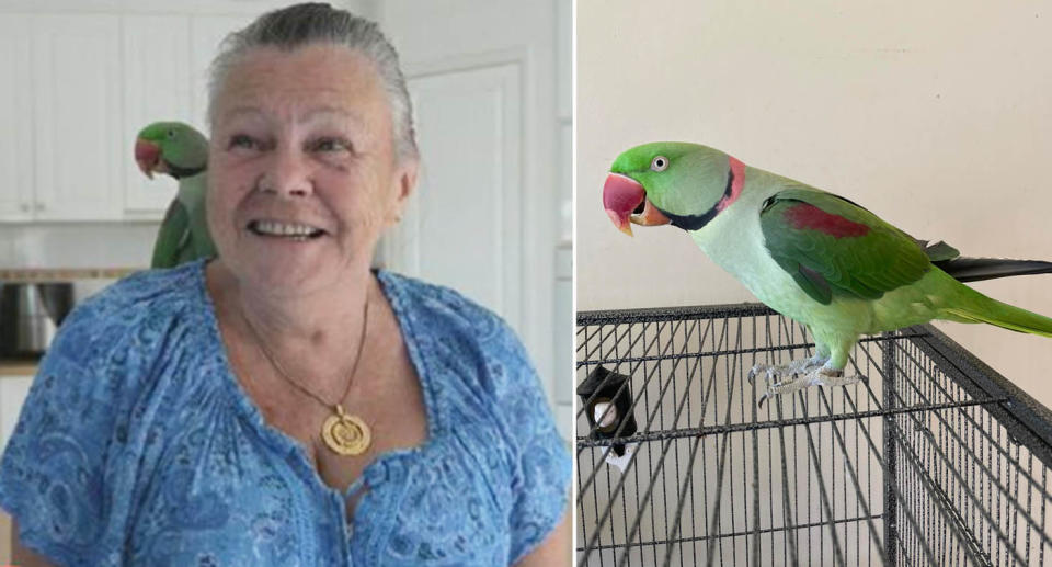 Queensland woman Sue Mariner and her pet bird, a Alexandrine Parakeet. 