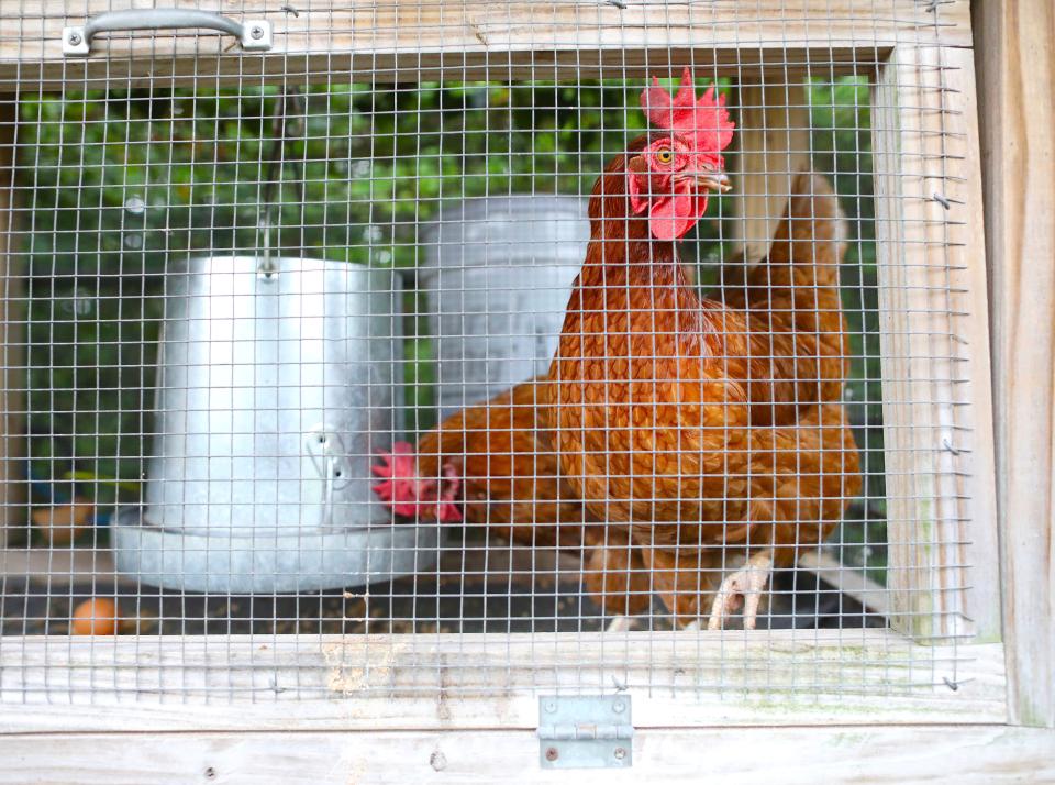 Chickens that are used to test for mosquito viruses in the community at Gainesville Mosquito Control, in the City of Gainesville Public Works Department complex, in Gainesville FL. June 7, 2022. Gainesville has around 43 species of mosquitoes and 10 that bite humans. The Gainesville Mosquito Control is using many methods to control the mosquito population in Gainesville.