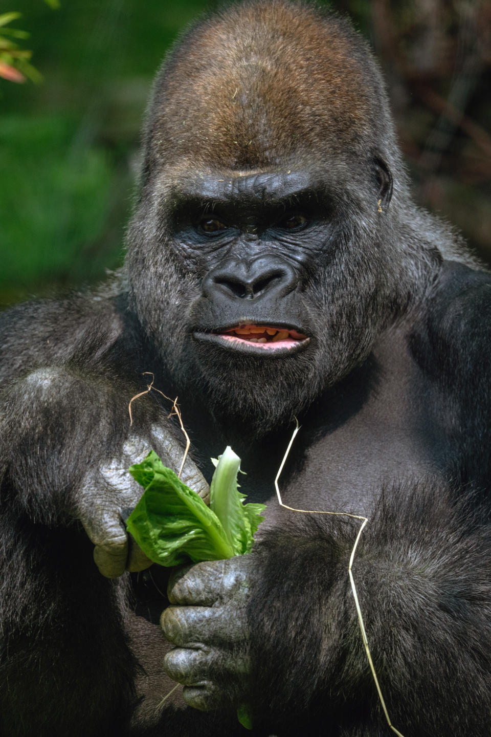 Un gorila en el Zoológico del Bronx en Nueva York, el 11 de mayo de 2023. (Desiree Rios/The New York Times)