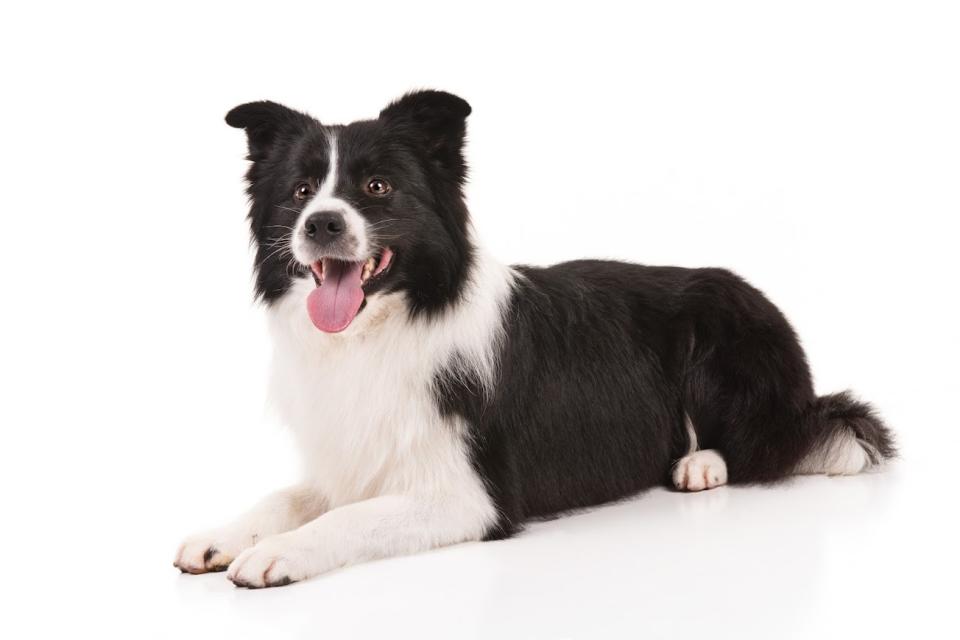 Border collie (Courtesy of the AKC)