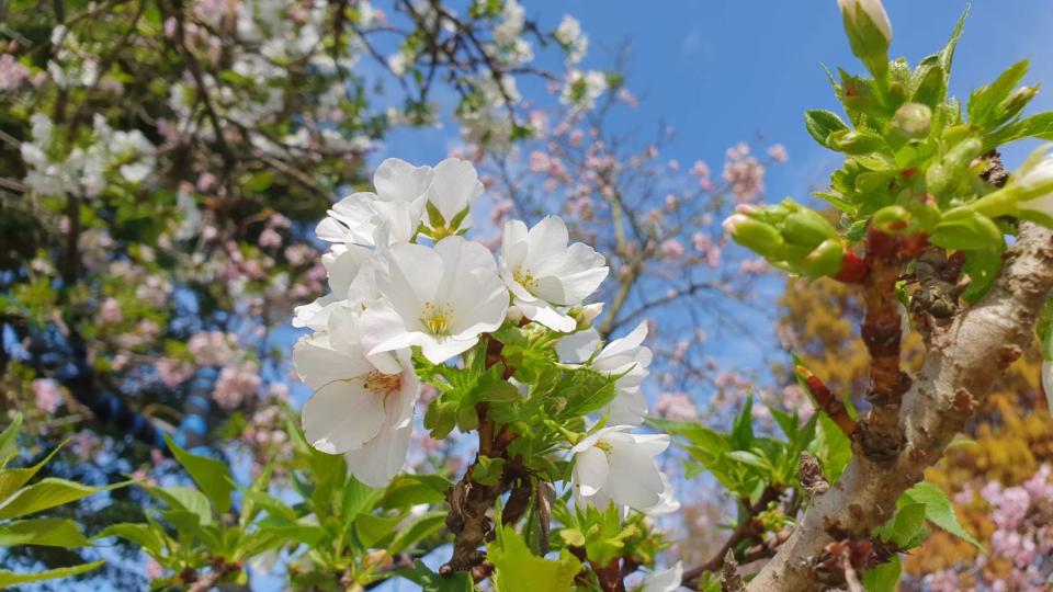 ▲芬園鄉花卉生產休憩園區種植的八重櫻大爆發，美不勝收，遊客漫步在花海中都直呼，不用上山就能欣賞到壯觀花海，真是太美了。（圖／記者陳雅芳攝，2020.01.26）