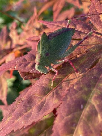 This katydid was photographed in the Minor yard this past July, quietly settled on a Japanese maple leaf in afternoon sun.