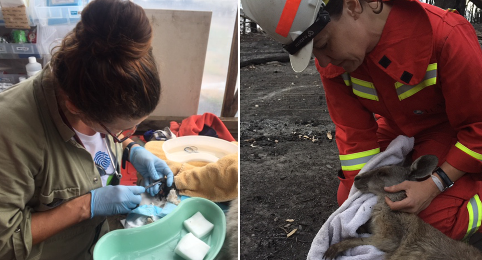 Split screen. Left - Dr Natasha Bassett treats an animal inside a surgery. Right - Dr Bassett treats a wallaby in the field. She wears a helmet and hi-vis clothing.