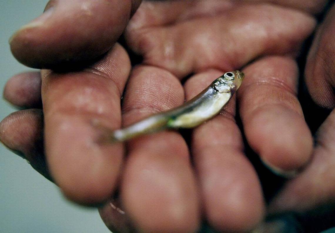 Chris Mathys, a candidate for a Fresno-area seat in Congress, has initiated a petition to have the Delta smelt declared extinct.