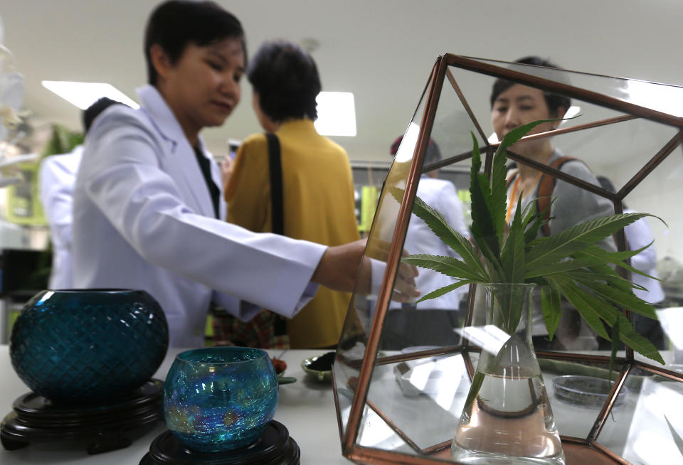 PATHUM THANI, THAILAND - 2019/08/02: Marijuana tree seen during a Press Study Tour " Medical Cannabis in Thailand" Organised by the Government Public Relations Department at the Medicinal Cannabis Research Institute, Rangsit University in Pathum Thani province, on the outskirts of Bangkok, Thailand. (Photo by Chaiwat Subprasom/SOPA Images/LightRocket via Getty Images)