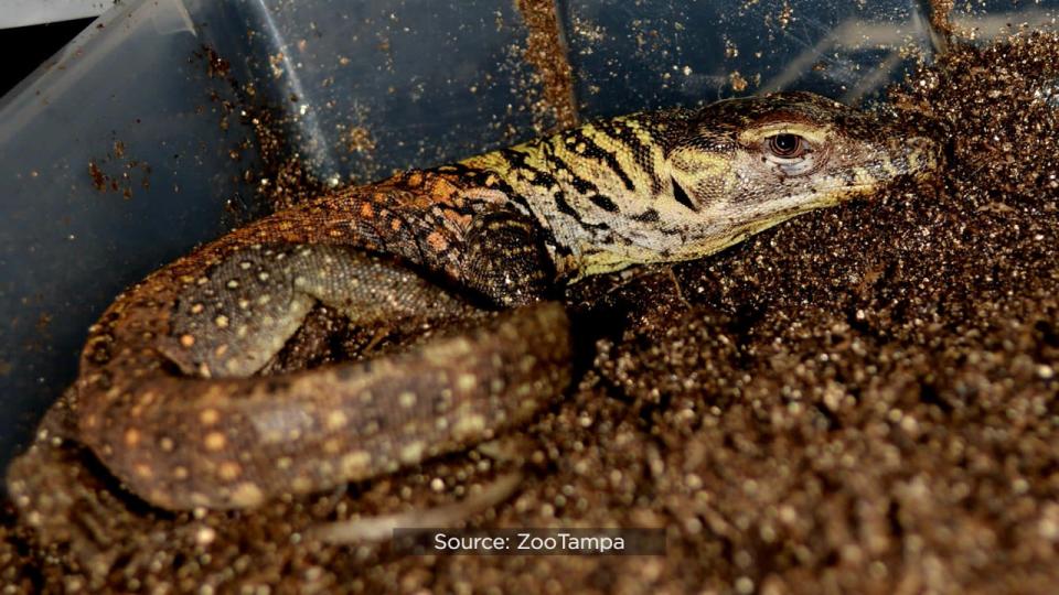 For the first time ever, ZooTampa at Lowry Park hatched endangered Komodo dragons.