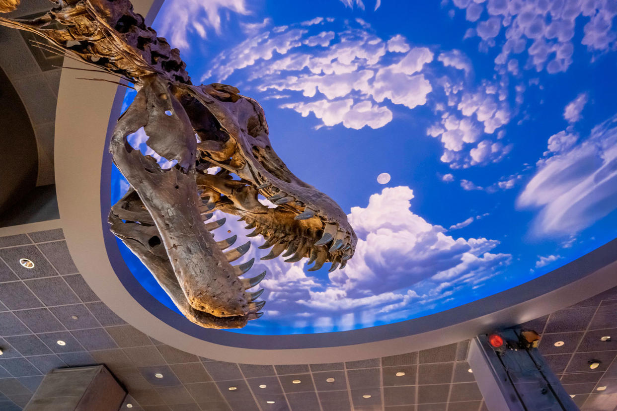 Tyrannosaurus rex skeleton Leonard Ortiz/MediaNews Group/Orange County Register via Getty Images