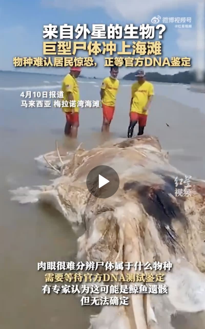 海灘上的不明物種引發當地居民恐慌。（圖／翻攝自微博）