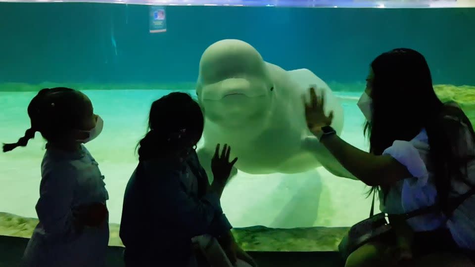 The beluga whale exhibit still remains open to the public despite public pledges by the aquarium that Bella would be released. - Hot Pink Dolphins