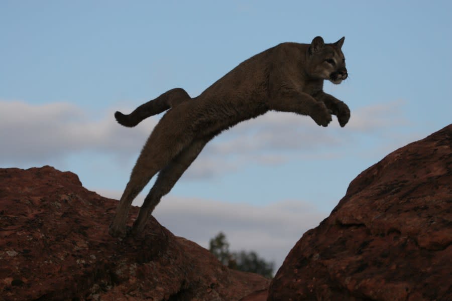 A cougar jumps from rock to rock in Utah. (credit: Utah Division of Wildlife Resources)