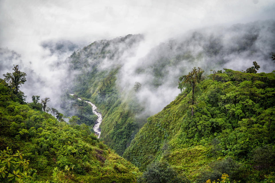 A lush jungle in Costa Rica