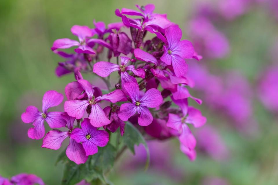 Pink honesty (lunaria annua) flowers in bloom (Alamy Stock Photo)