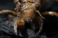 A dirt covered cicada nymph is seen Sunday, May 2, 2021, in Frederick, Md. The cicadas of Brood X, trillions of red-eyed bugs singing loud sci-fi sounding songs, can seem downright creepy. Especially since they come out from underground only ever 17 years. (AP Photo/Carolyn Kaster)
