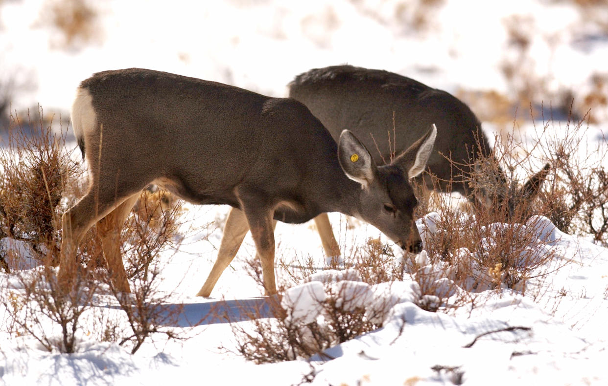 ESTES PARK, COLORADO (11-26-03) The Colorado Division of Wildlife is testing the mule deer population living in and around Estes Park for Chronic Wasting Disease. Yellow tags in the ears of this mother indicate she was tested for the disease last year. Denver Post Photo by Karl Gehring.  (Photo By Karl Gehring/The Denver Post via Getty Images)