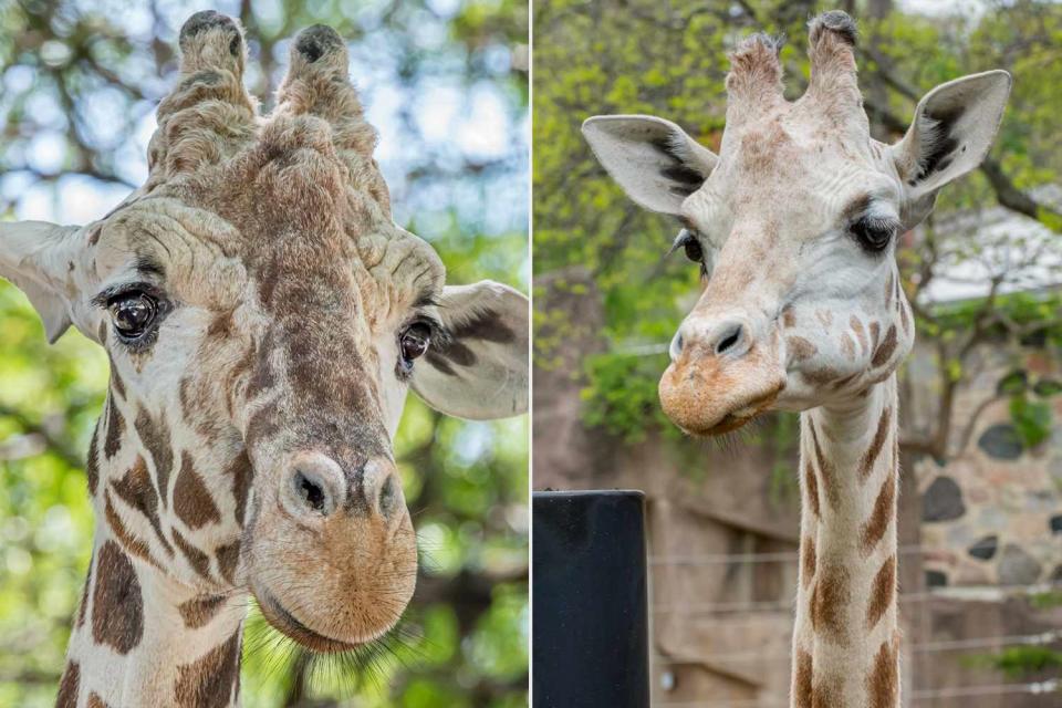 Milwaukee County Zoo/Facebook (2) Giraffes Baha and Rahna