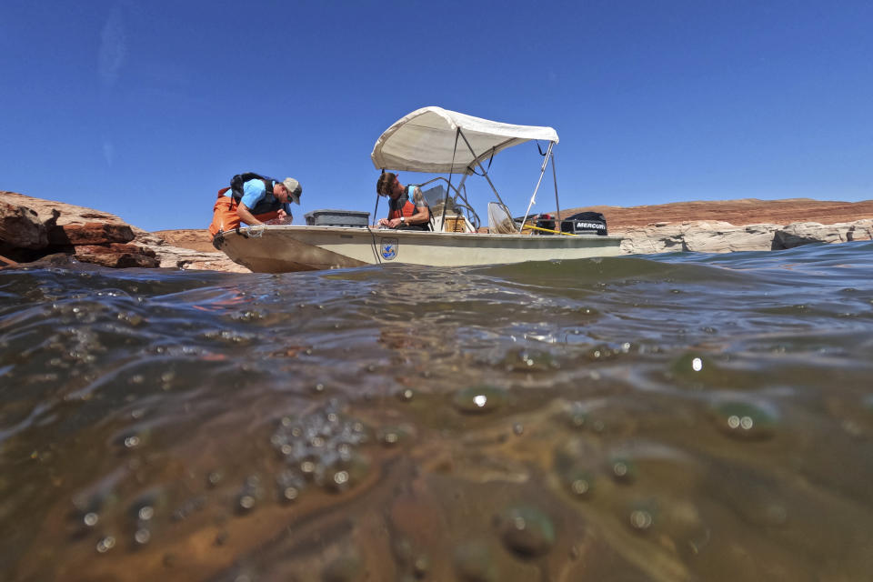 A Utah State University research team untangles a fish from a gillnet net on Tuesday, June 7, 2022, in Page, Ariz. The student and colleagues are on a mission to save the humpback chub, an ancient fish under assault from nonnative predators in the Colorado River. (AP Photo/Brittany Peterson)