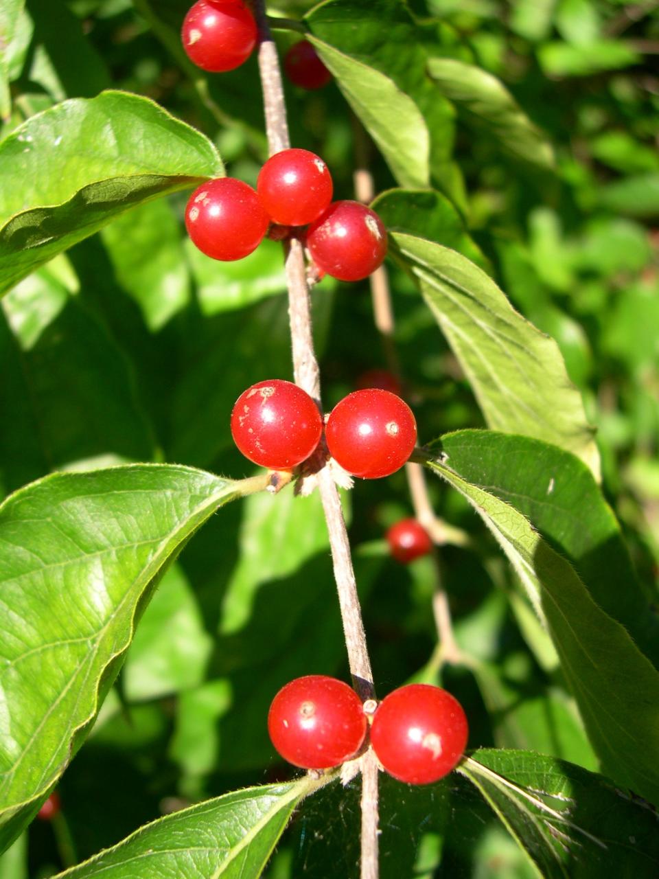 The flowers of Amur honeysuckle (Lonicera maackii) make an attractive spring show and the fall fruits are showy and excellent food for birds. But this exotic plant is a destructive invasive plant that crowds out existing vegetation leading to decreased biodiversity.