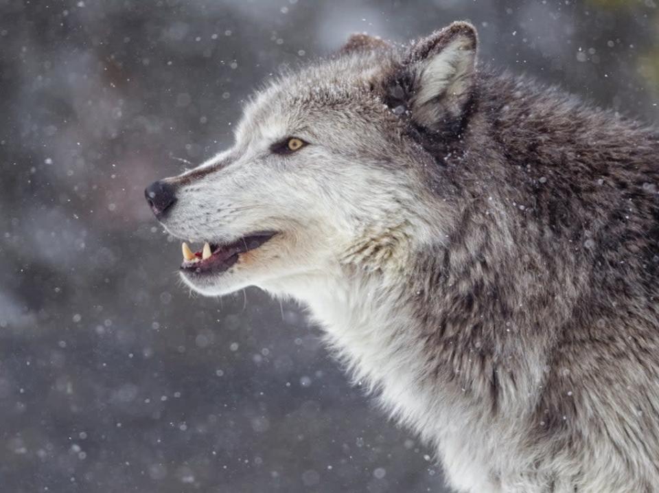 Un lobo gris  (Getty Images/iStockphoto)