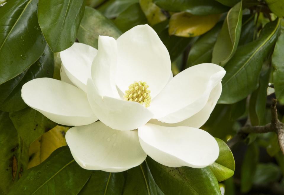 gentle magnolia