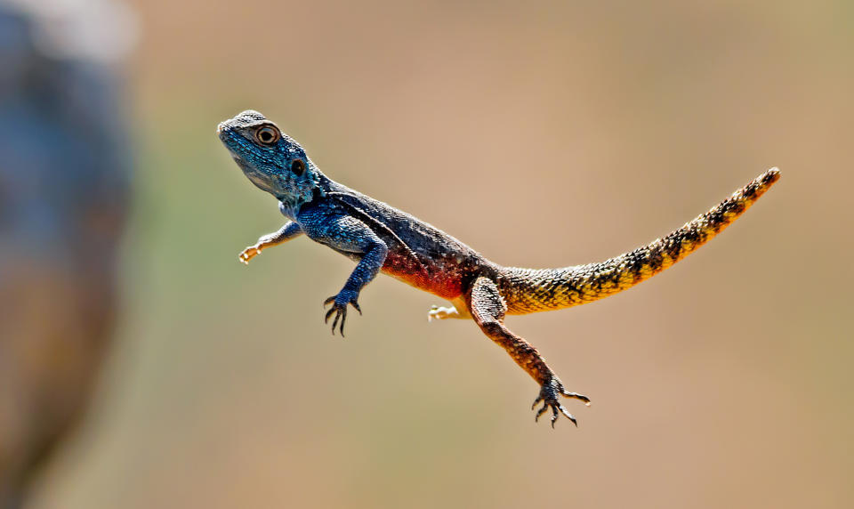 Animals in flight