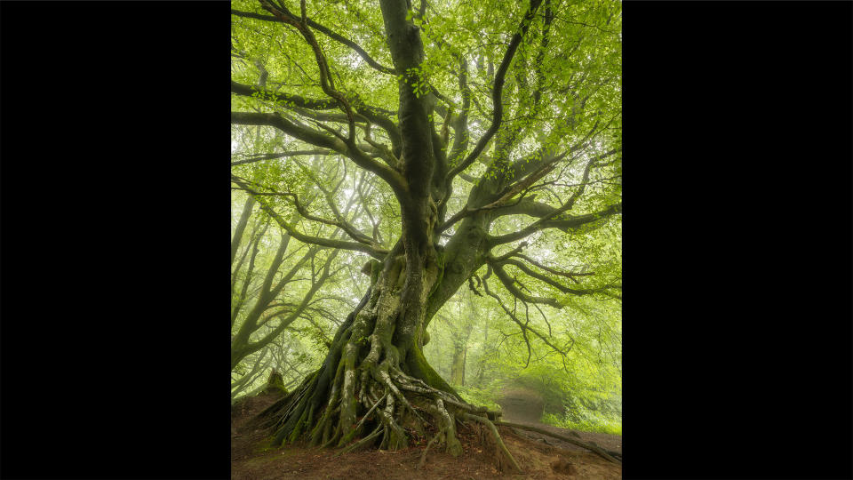 A gnarled tree beneath a green forest canopy.