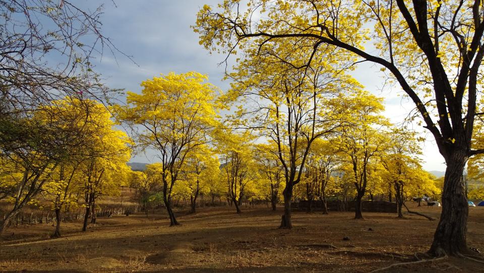 FOTOS: El bosque que se vistió "de oro" gracias a la lluvia