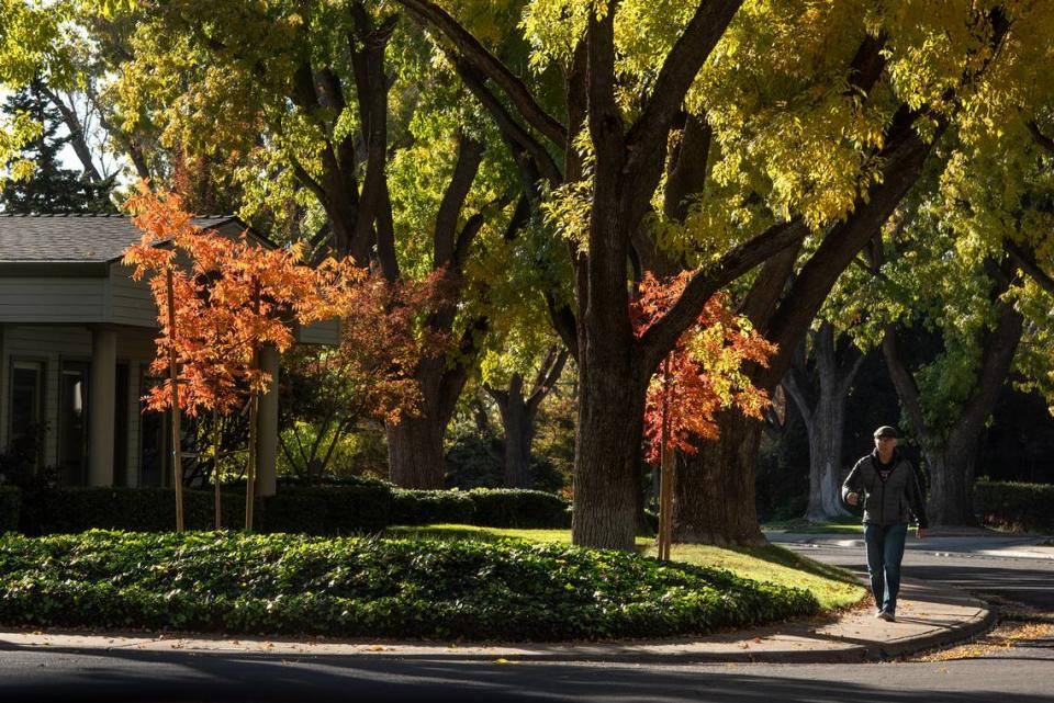 David Mraz walks in the college neighborhood on Princeton Aveune under fall colored trees in Modesto, Calif., on Tuesday, Nov. 24, 2020.