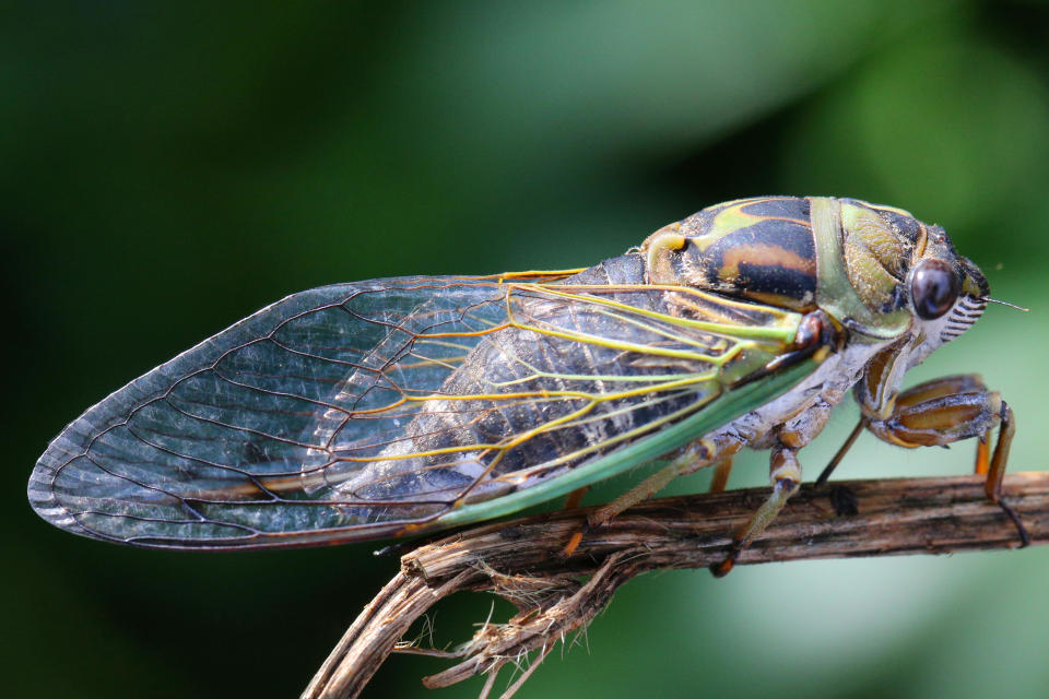 Cicadas spend the vast majority of their lives underground and come out at the end of the 13 or 17-year cycle. When they emerge, their job is to reproduce. / Credit: Creative Touch Imaging Ltd./NurPhoto via Getty Images