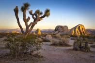 <p>While not necessarily a small town, Joshua Tree is a great place to explore nature during the fall season. It's also a fun way to see the desert's interpretation of fall foliage. According to some sources, the best time to visit Joshua Tree is in November, when the autumn light casts a gorgeous glow over the park. Make sure to take a drive and book a spot at one of the awesome campgrounds. </p>