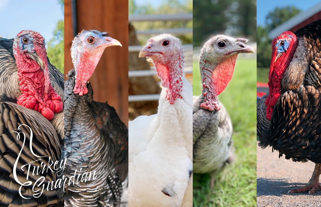 For Thanksgiving this year, animal sanctuaries like the Gentle Barn, in California, want you to sponsor one of their adorable turkeys instead of eating one. (Photos courtesy of the Gentle Barn)