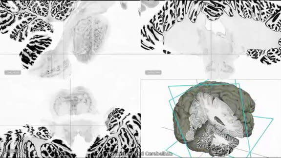 A new 3D brain map reveals the human brain in the greatest detail ever. Here, a detailed look at the brainstem and cerebellum from the BigBrain project.