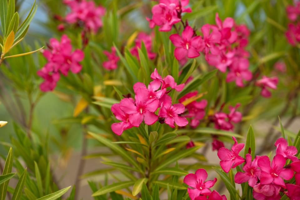 Oleander