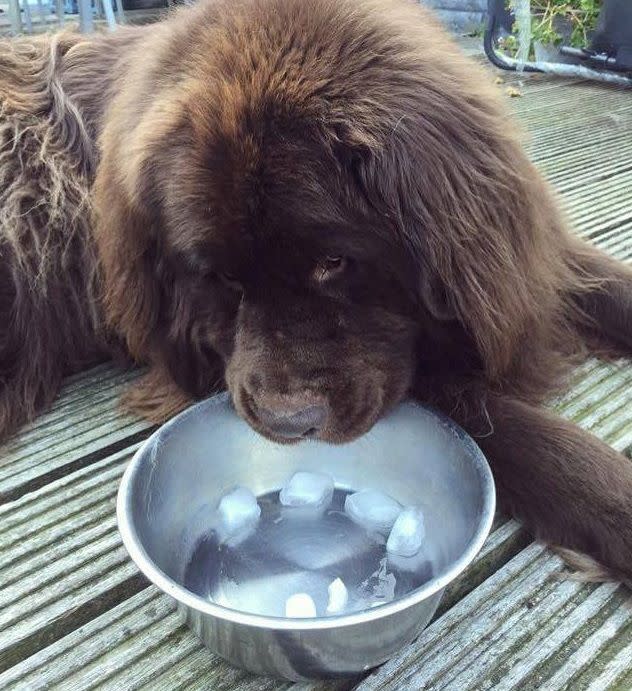 L’envie de manger de la glace