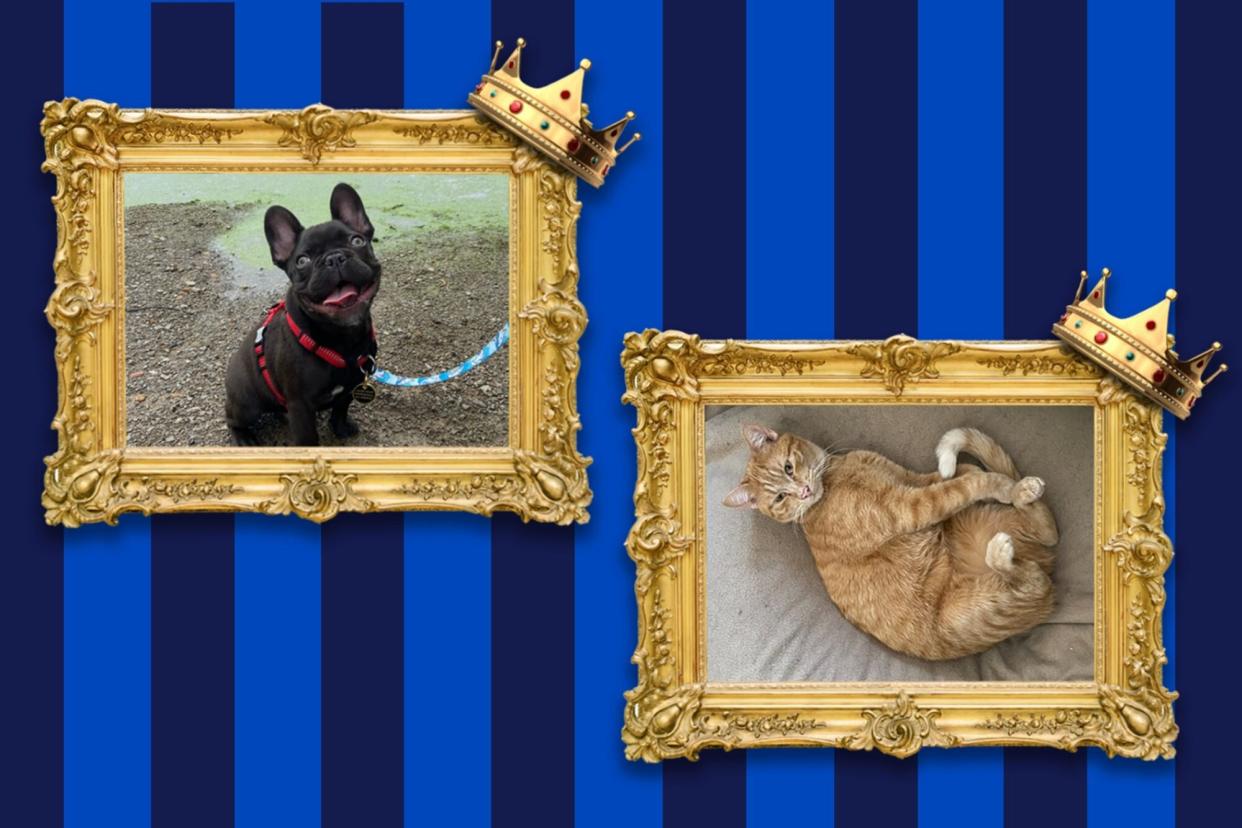 The cat and dog winners from the 2022 Nationwide Wackiest Names Contest, a black French Bulldog and an orange tabby cat.