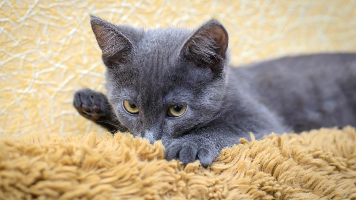  Kitten sucking blanket. 