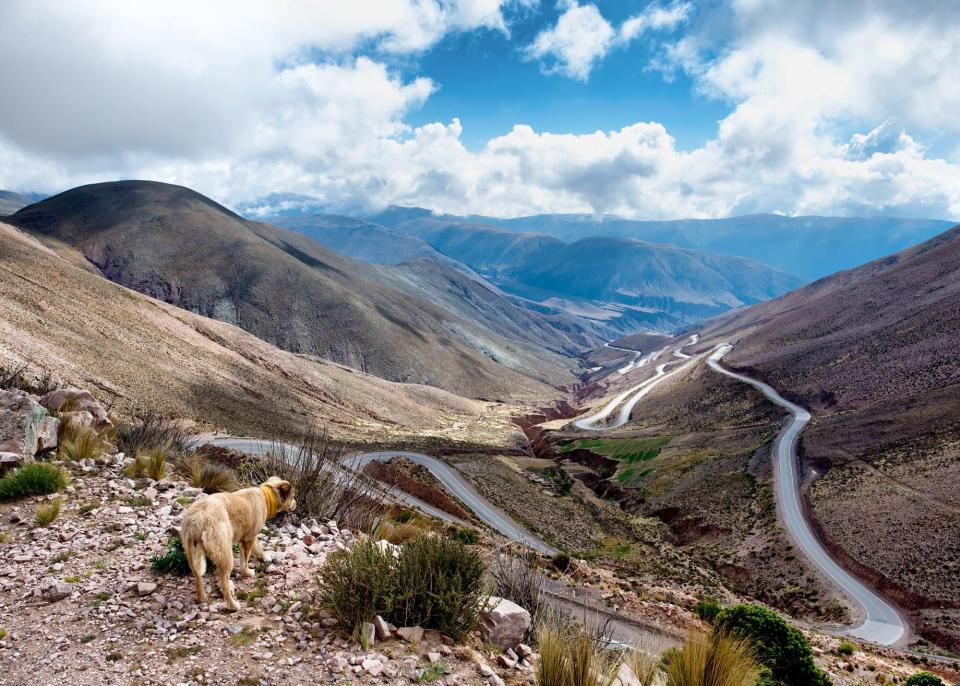 Tom Turcich's dog, Savannah, takes in the view as the two travel the world.