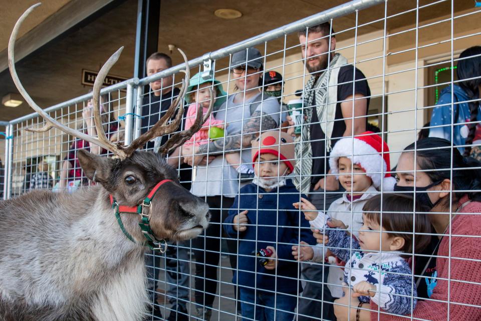 Children try to get the attention of the 2-year-old reindeer, Butterscotch, at the annual Christmas Faire at the Lincoln Shopping Center in Stockton, California, Sunday, Nov, 15, 2020. Tomorrow the reindeers Butterscotch and Cookie will go to the California Academy of Science in San Francisco to be on exhibit from Nov. 19-Jan. 4. [SARA NEVIS/FOR THE RECORD]