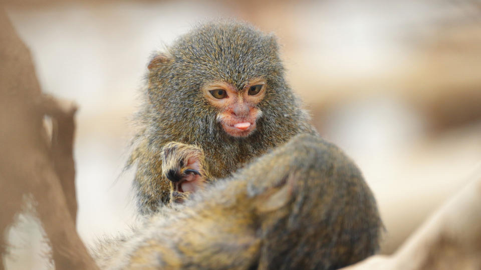 Pygmy marmoset