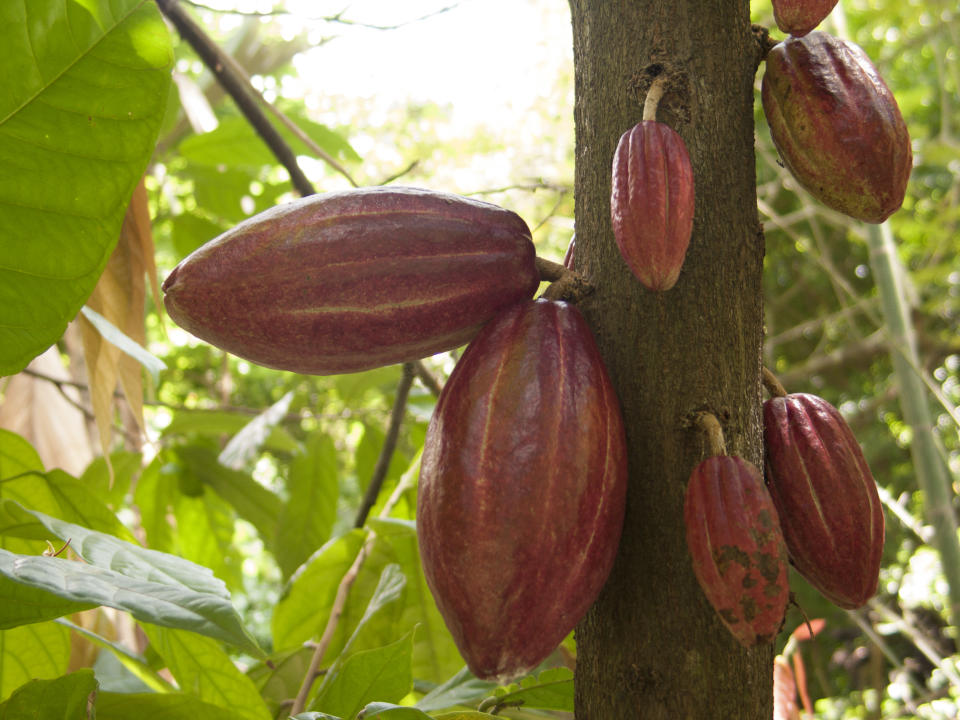 Cacao beans in a cacao Theobroma cacao plantation in the town of chuao near choroni on the caribbean coast in Venezuela. Cacao from Venezuela is famous around the world for better properties