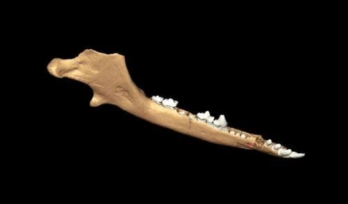 The researchers digitally reconstructed the jawbones of 200 million-year-old mammals that lived during the Jurassic Period.