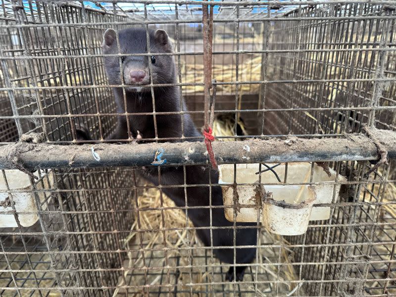 A view shows a mink inside a cage at a fur farm in Pulandian, Liaoning province