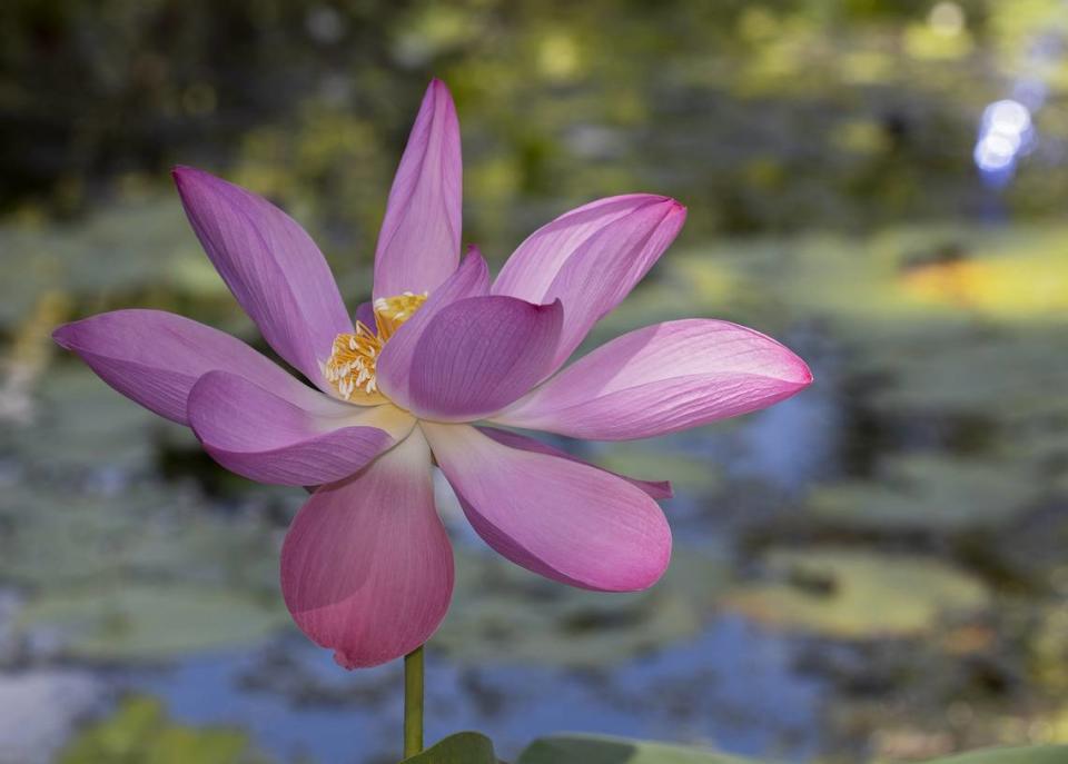 A hot pink lotus variety.